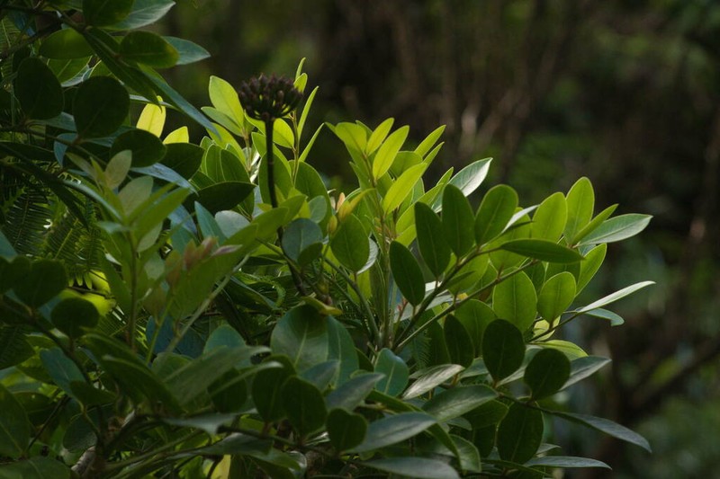 'Ohe Mauka photo 5