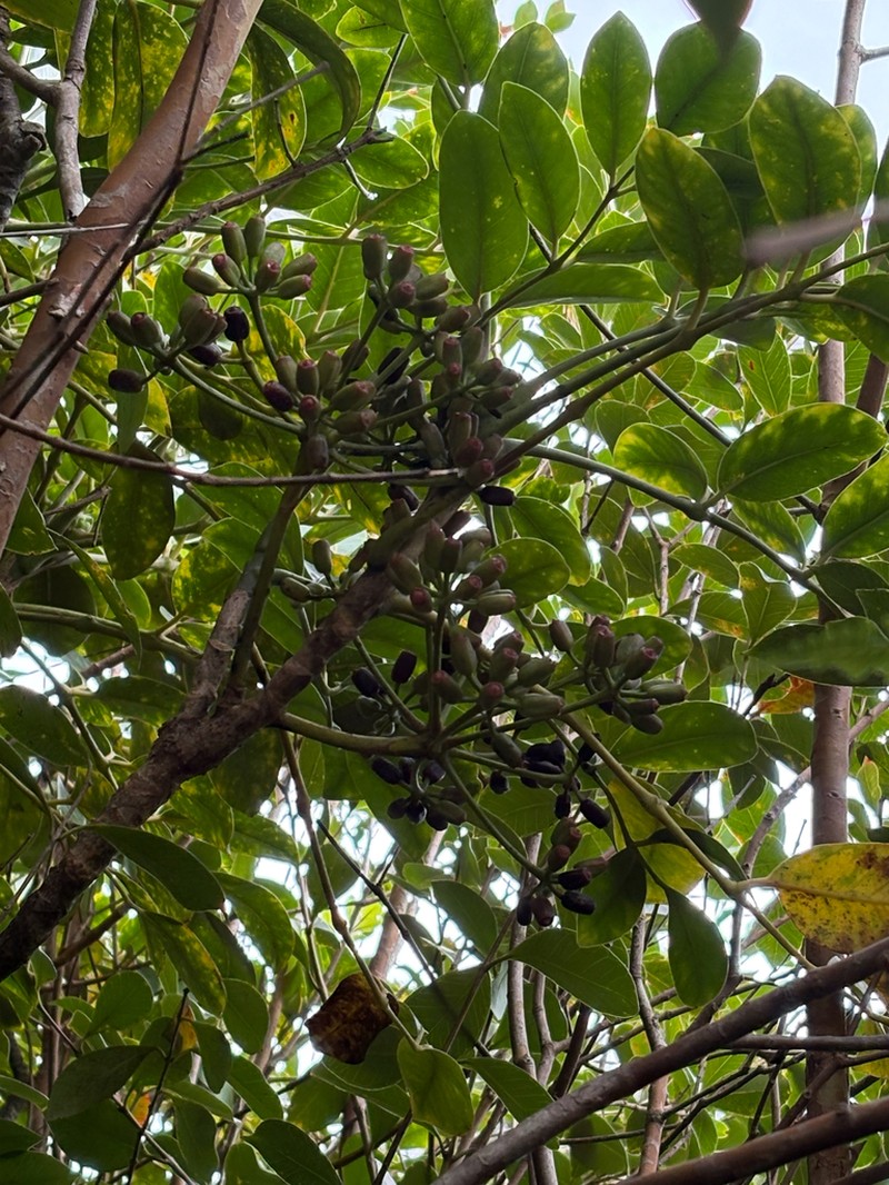 'Ohe Mauka photo 6