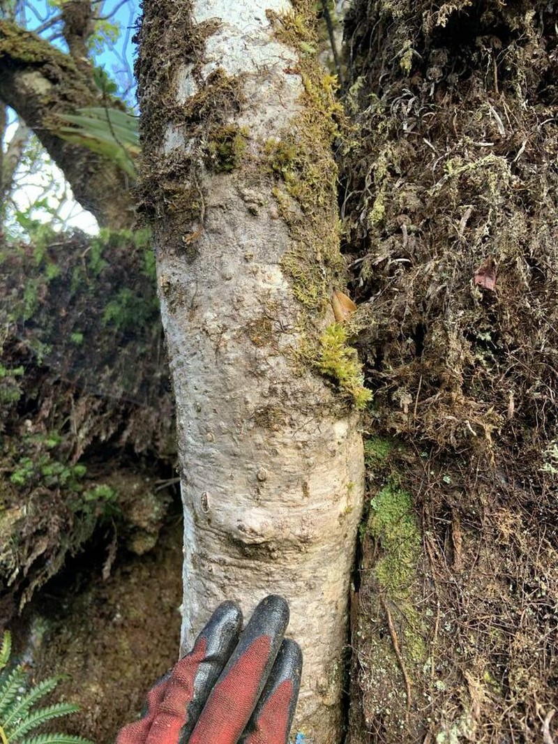 'Ohe Mauka photo 7