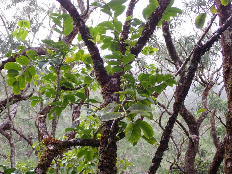 'Ohe Mauka photo 8