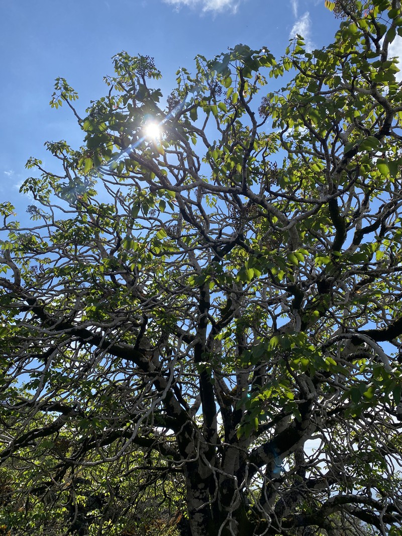 'Ohe Makai photo 2