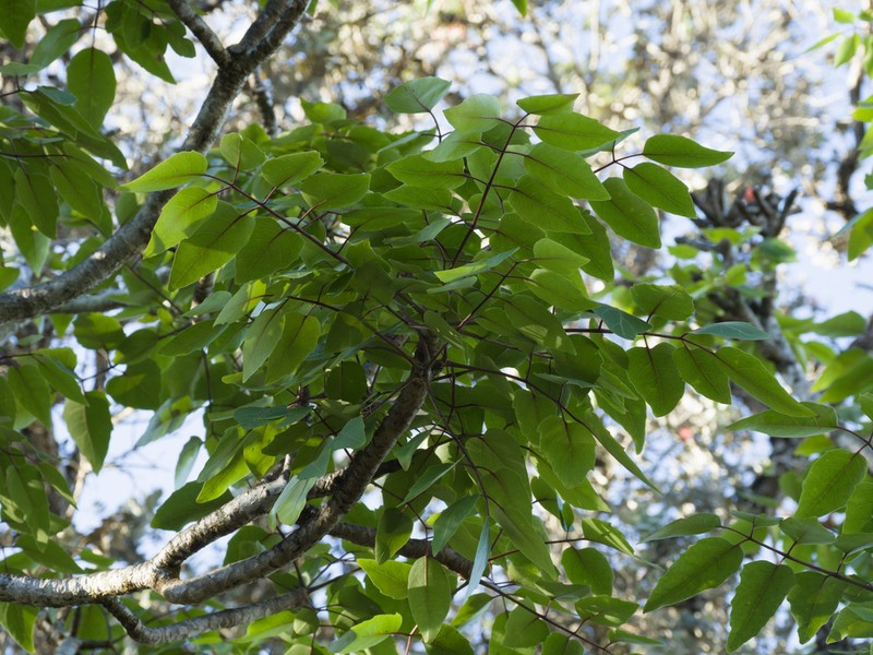 'Ohe Makai photo 3