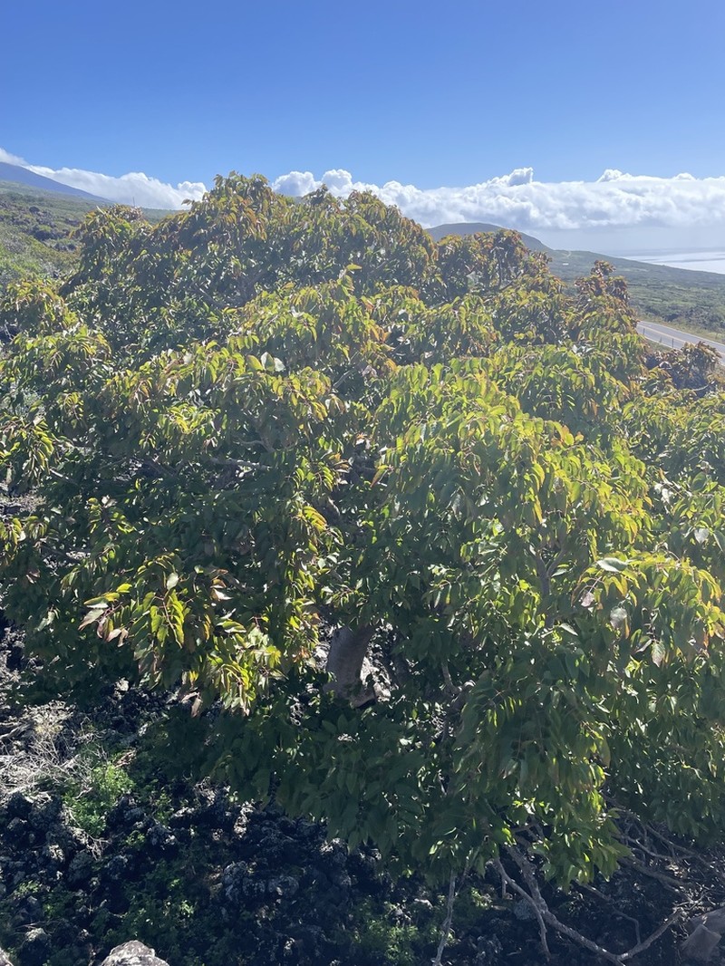 'Ohe Makai photo 6