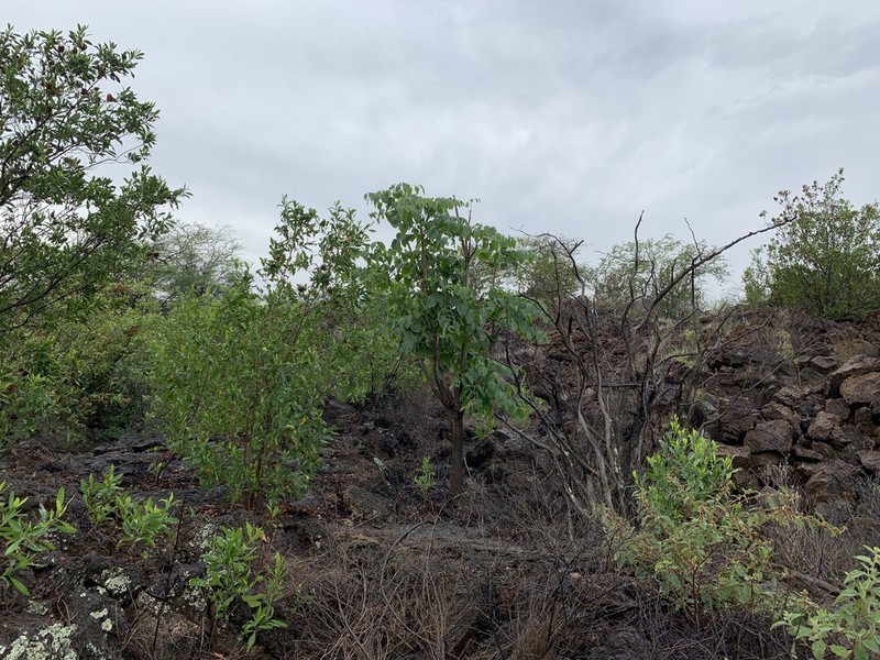 'Ohe Makai photo 7