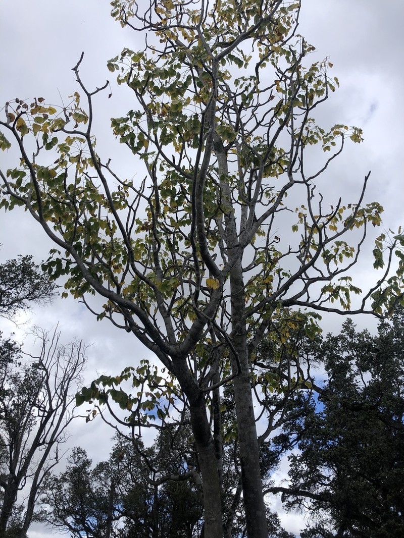 'Ohe Makai photo 8
