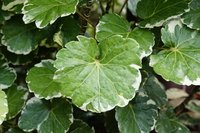 Shield Aralia