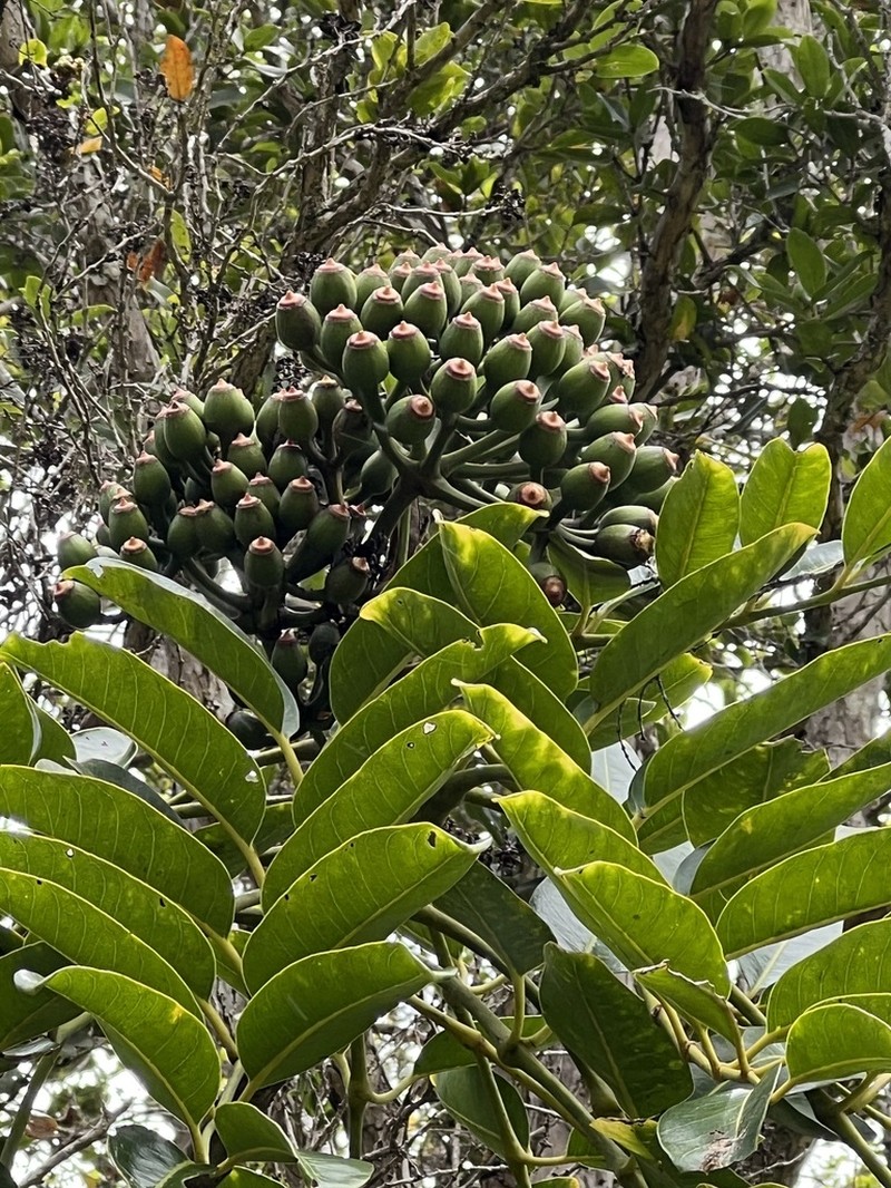 Mt. Waialeale 'Ohe