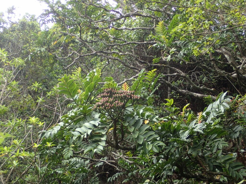 Mt. Waialeale 'Ohe photo 2