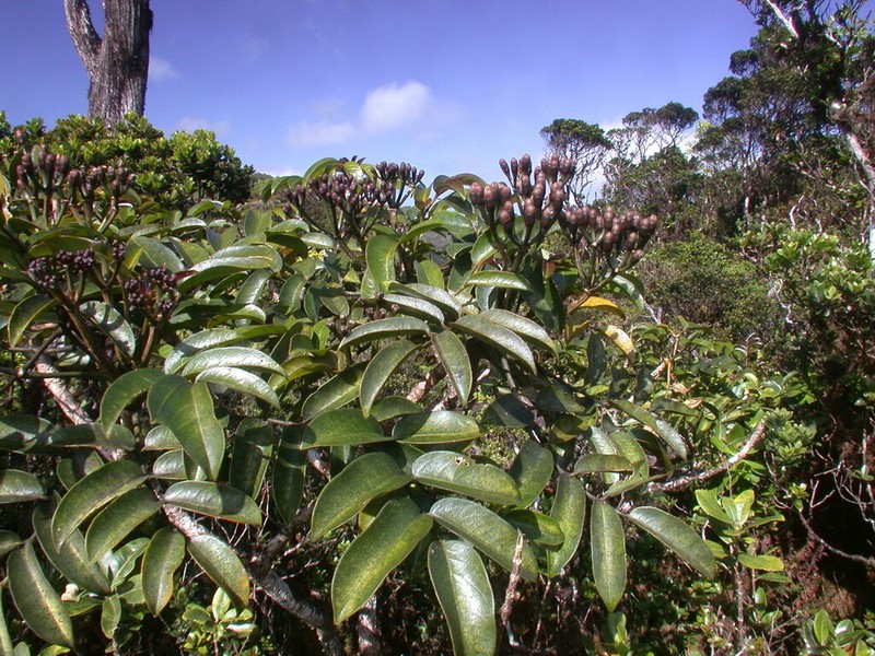 Mt. Waialeale 'Ohe photo 3