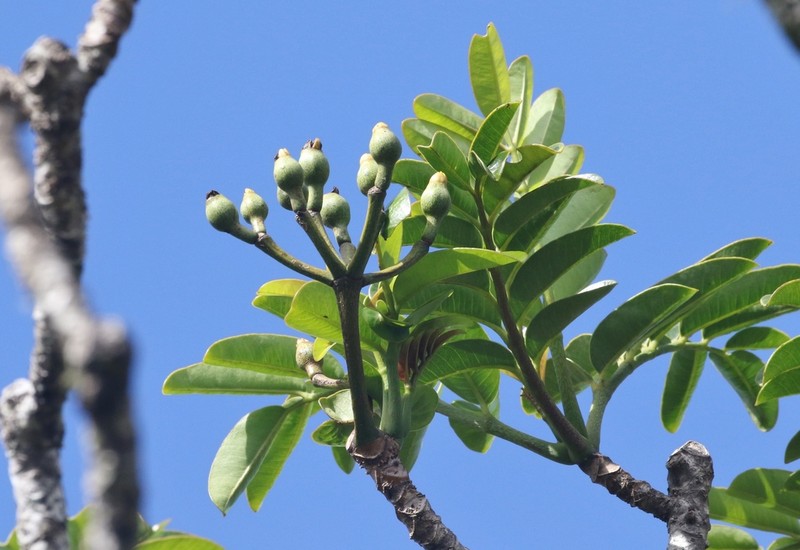 Mt. Waialeale 'Ohe photo 5