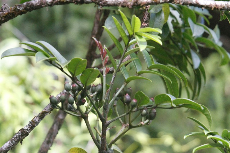 Mt. Waialeale 'Ohe photo 7