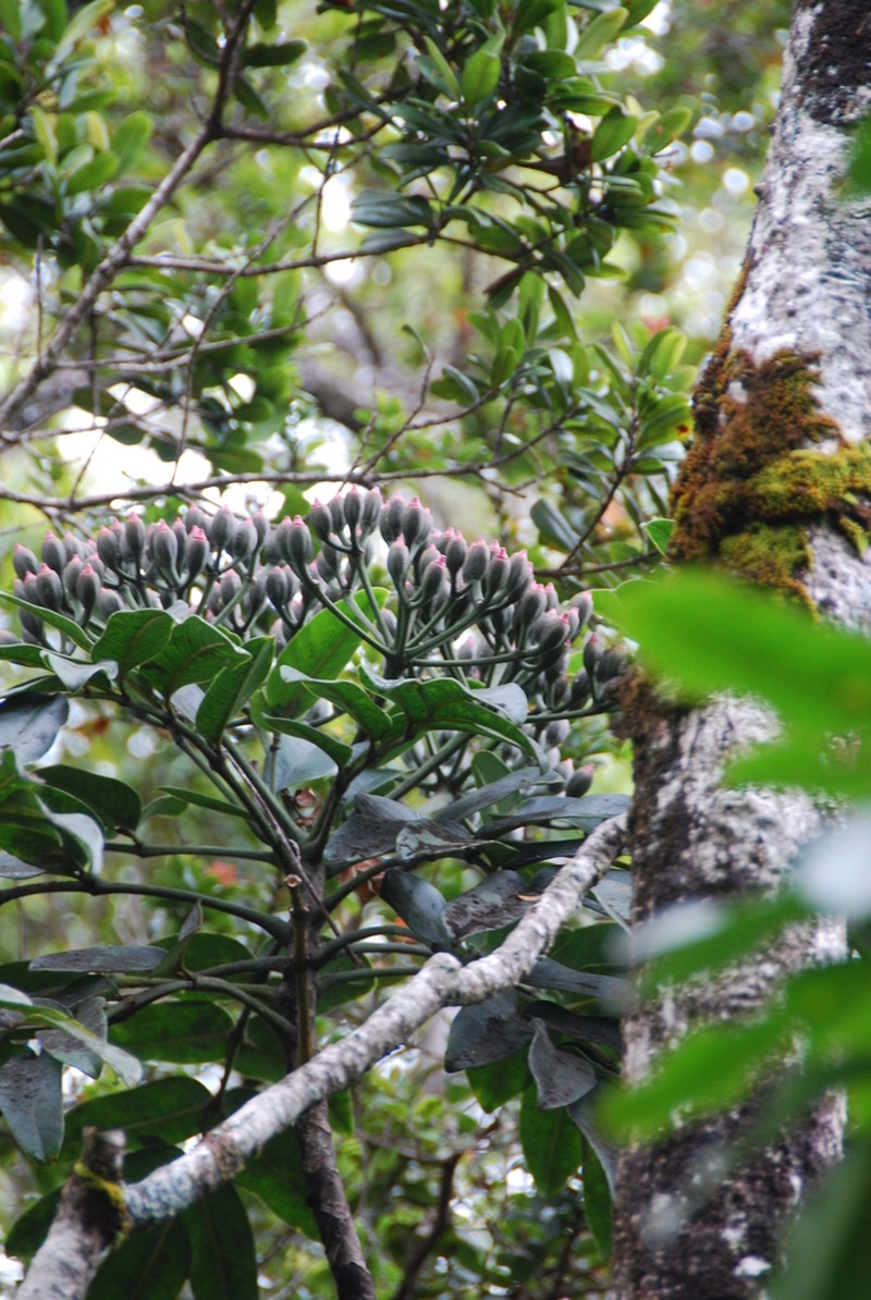 Mt. Waialeale 'Ohe photo 8