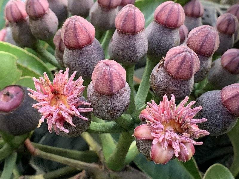 'Ohe Kiko 'Ola