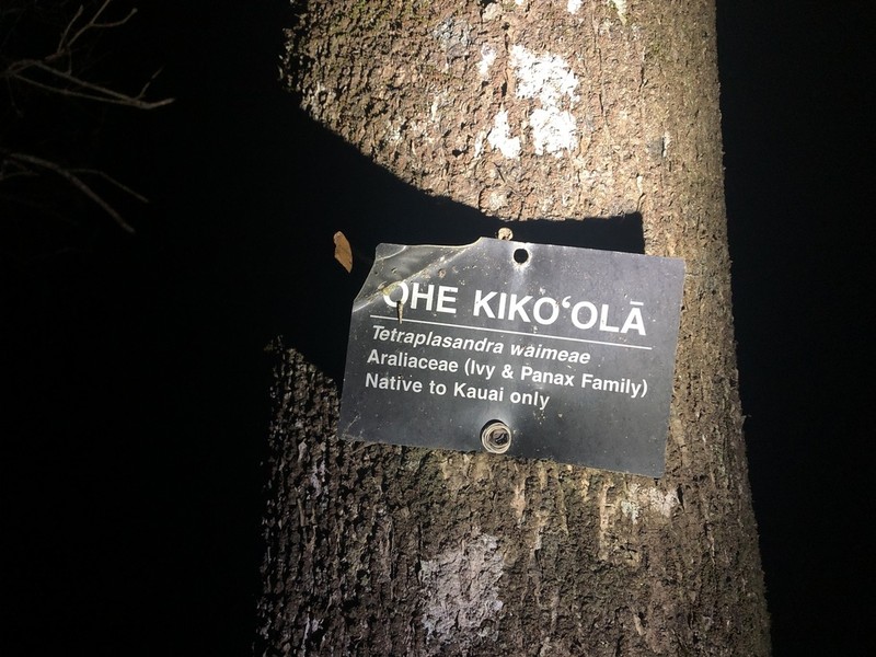 'Ohe Kiko 'Ola photo 6