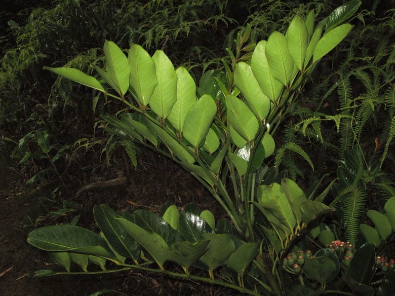 'Ohe Kiko 'Ola photo 8