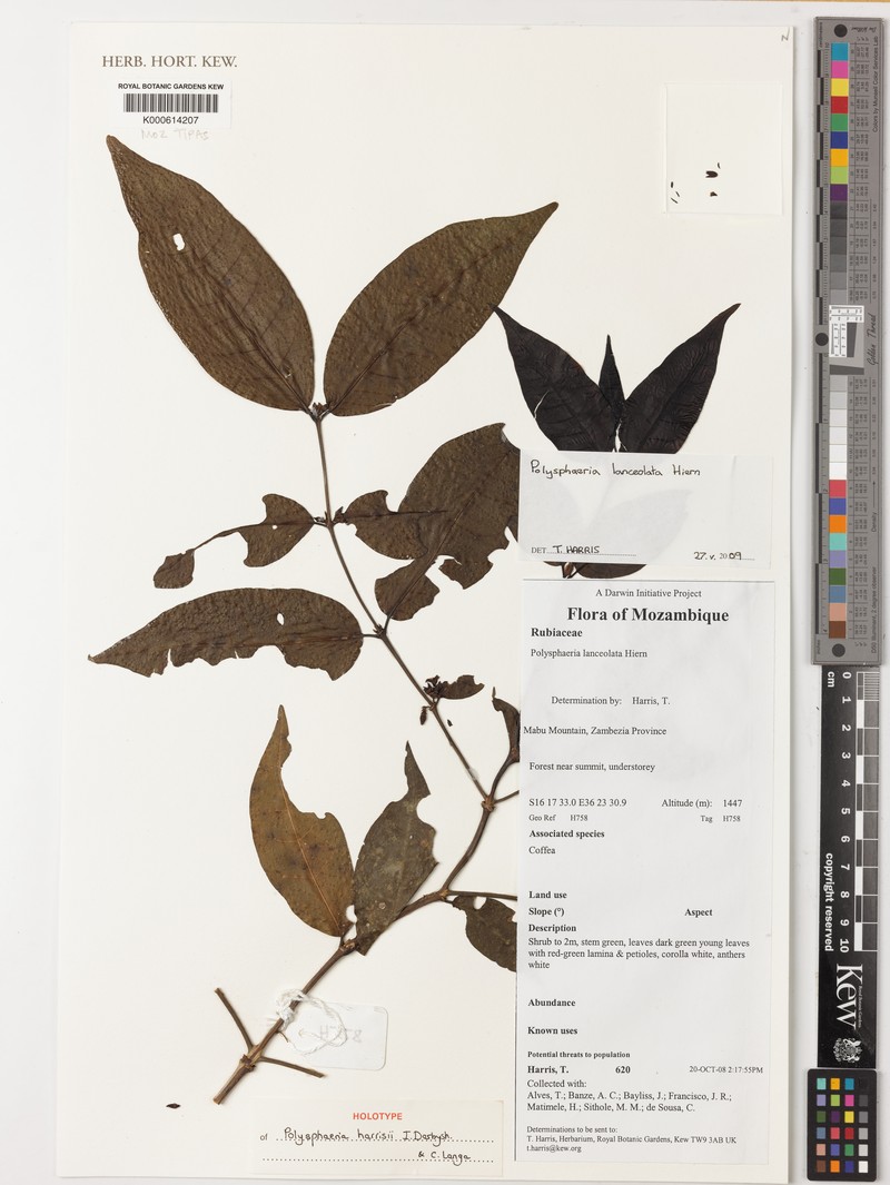 Polysphaeria harrisii