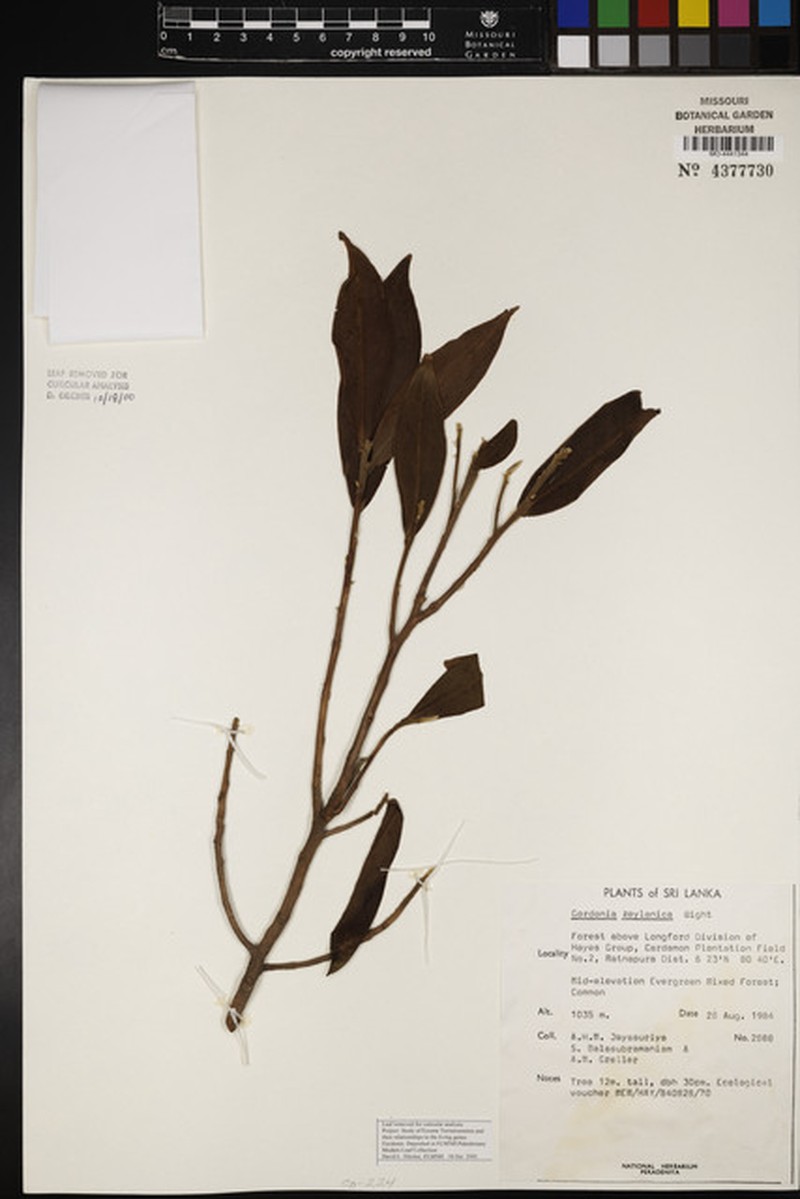 Polyspora ceylanica
