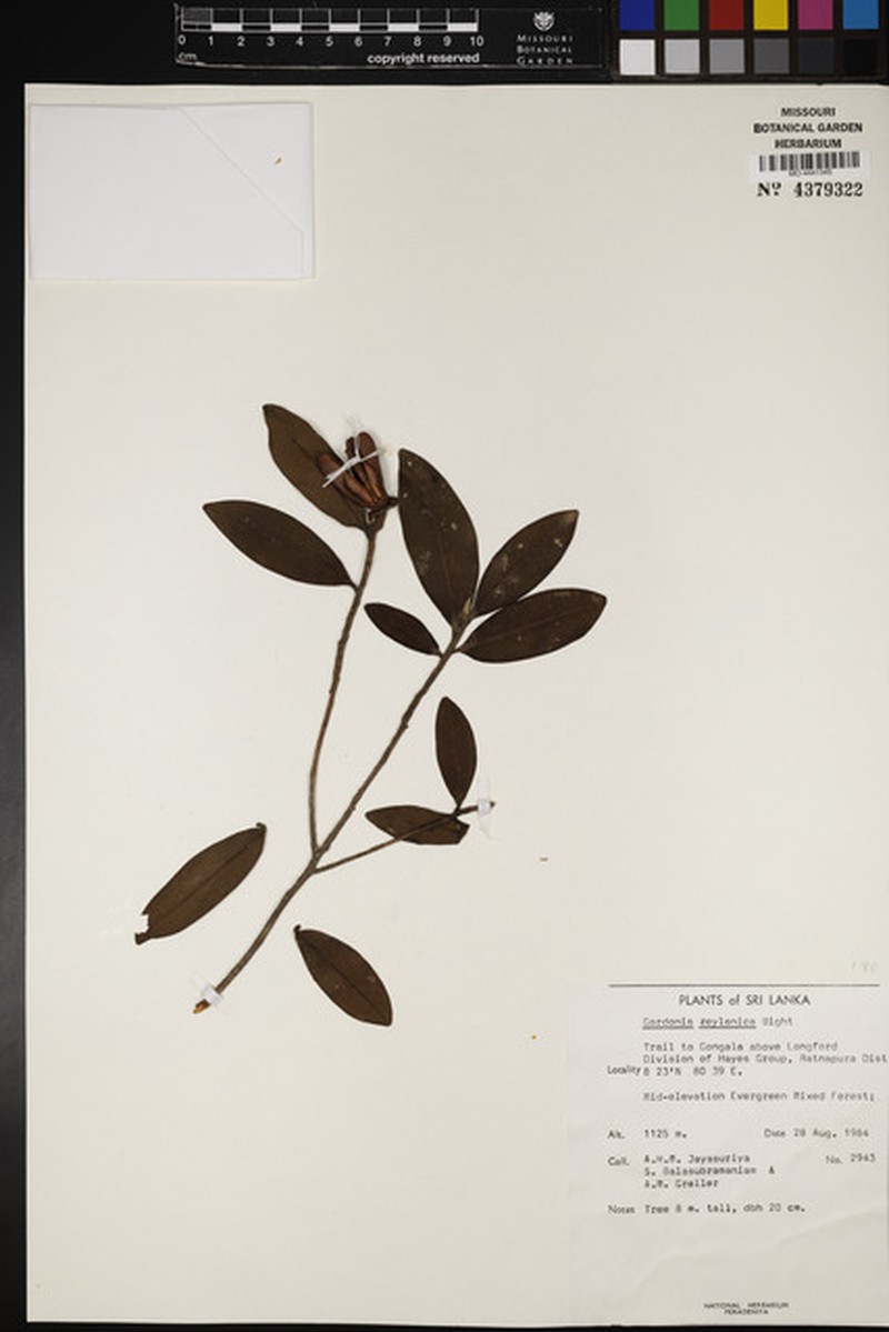 Polyspora ceylanica photo 2