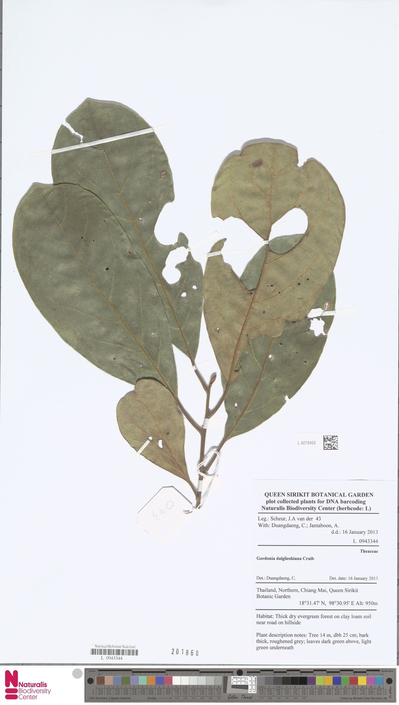Polyspora dalglieshiana