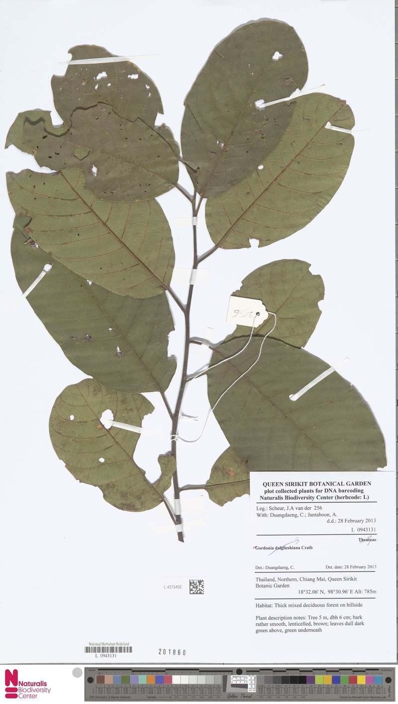 Polyspora dalglieshiana photo 2