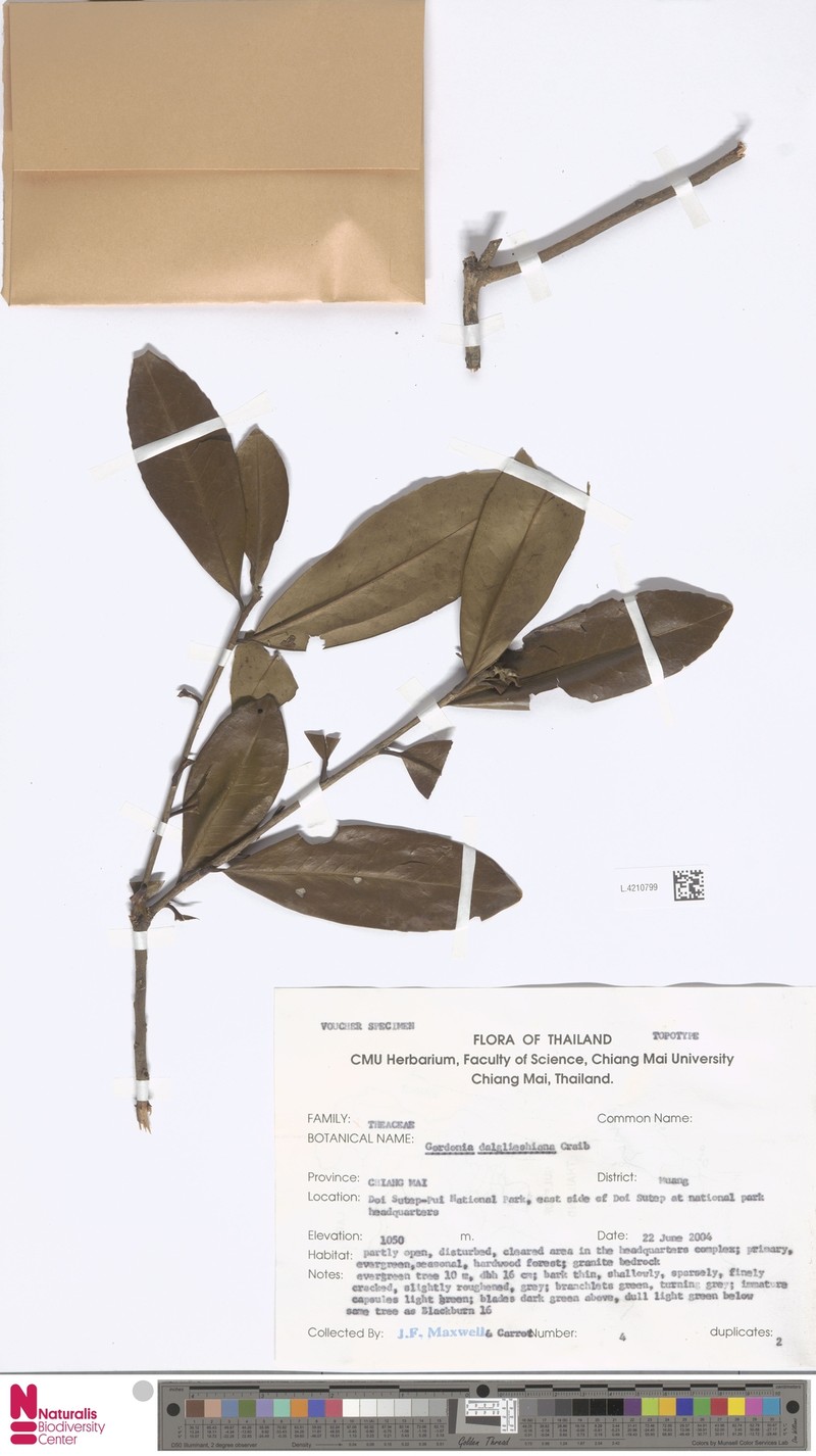 Polyspora dalglieshiana photo 3