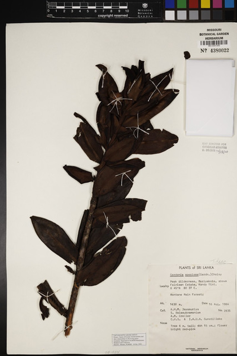 Polyspora gardneri photo 2