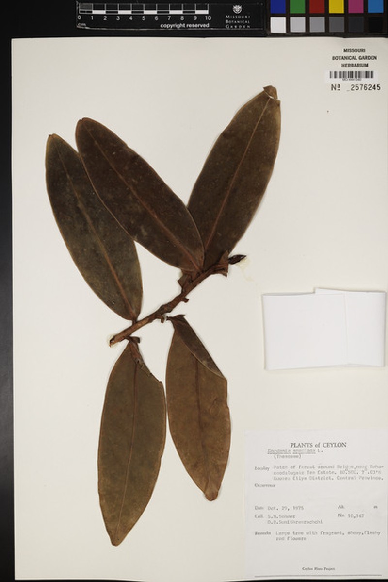 Polyspora gardneri photo 5