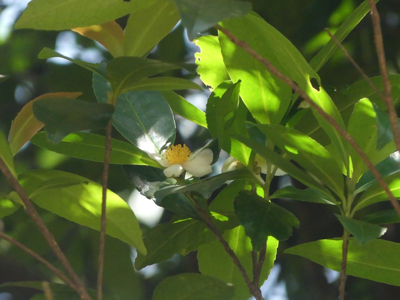 Polyspora obtusa