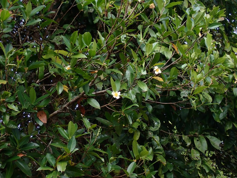Polyspora obtusa photo 2