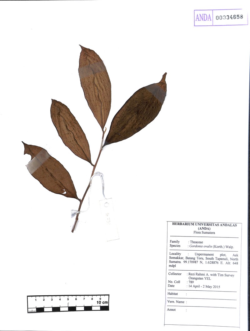 Polyspora ovalis
