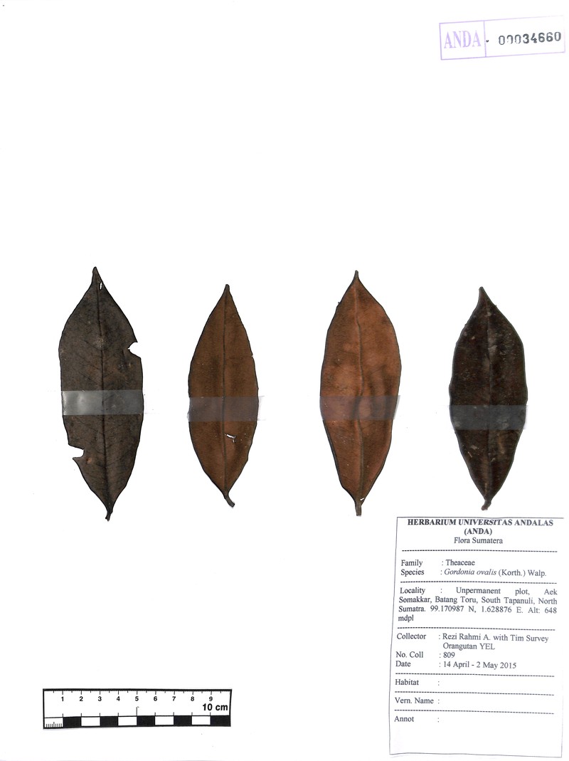 Polyspora ovalis photo 2