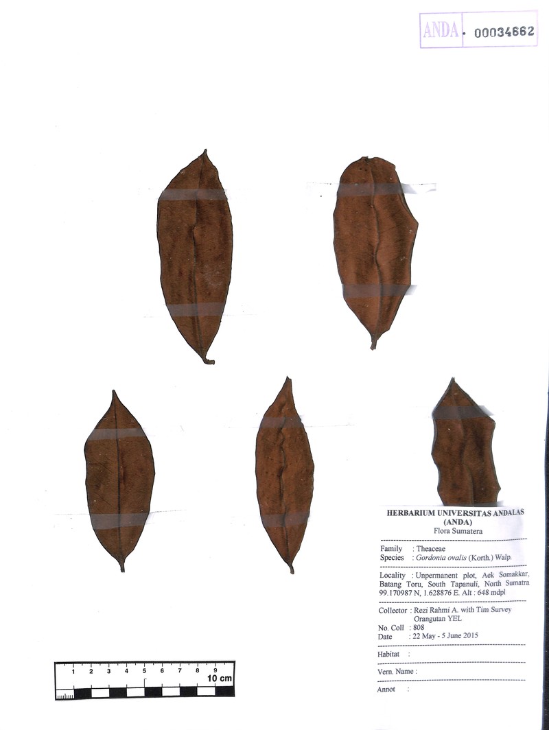 Polyspora ovalis photo 3