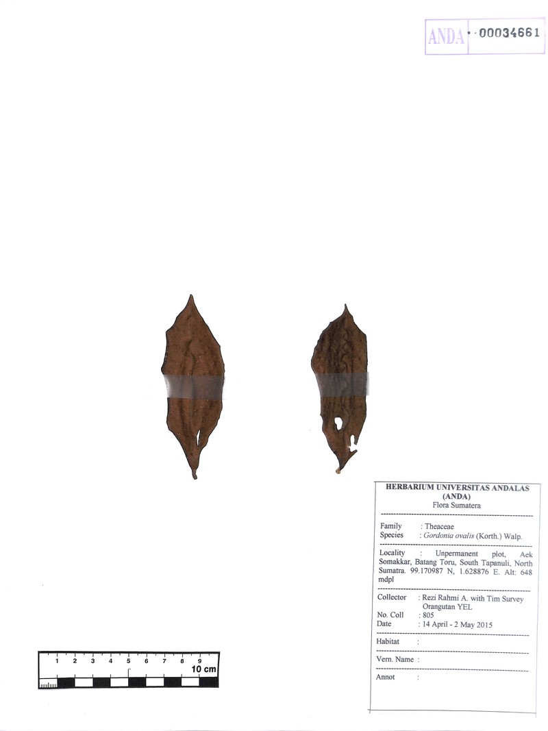 Polyspora ovalis photo 4