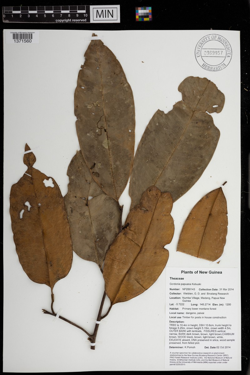 Polyspora papuana photo 4