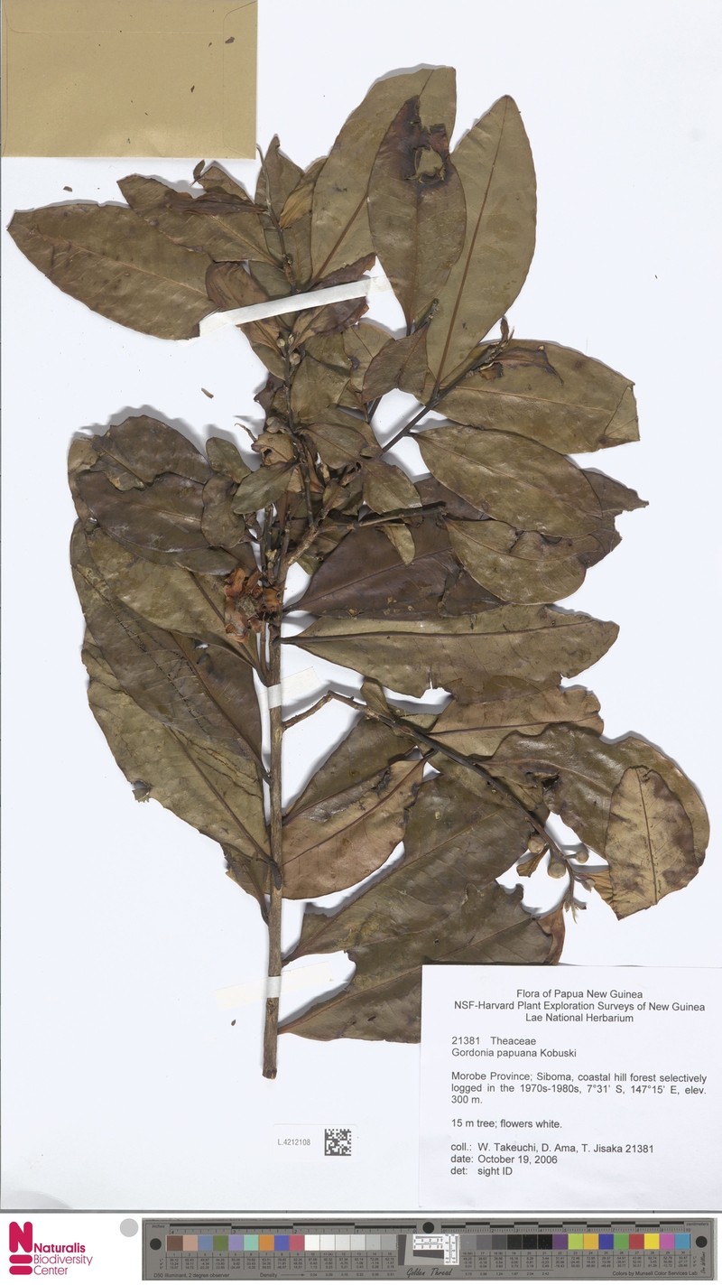 Polyspora papuana photo 5