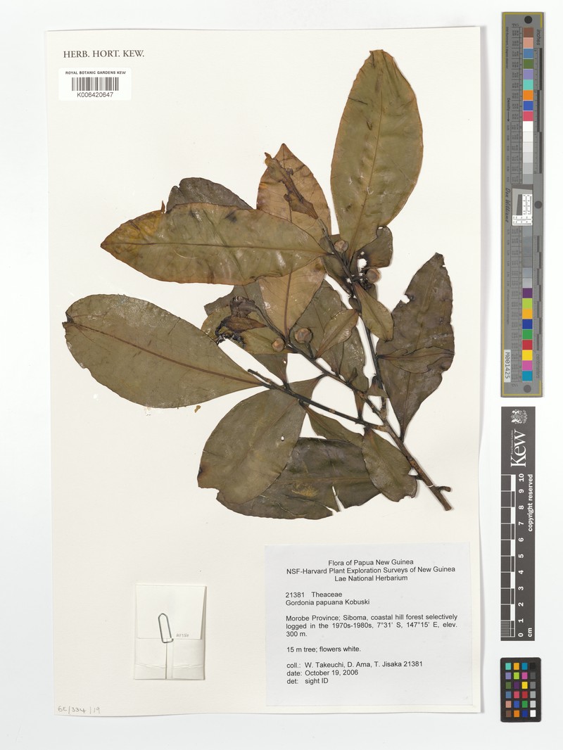 Polyspora papuana photo 6
