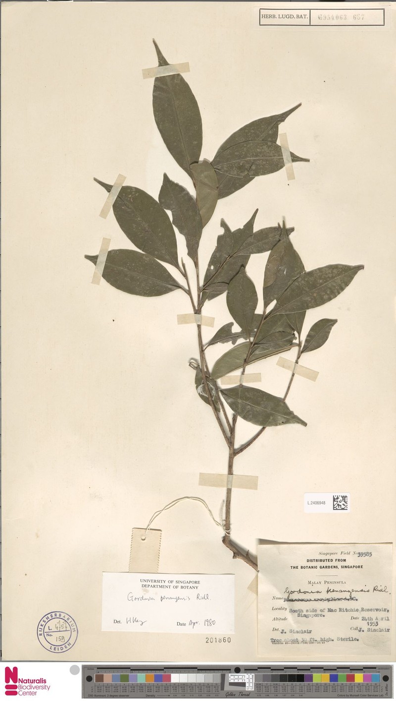 Polyspora penangensis