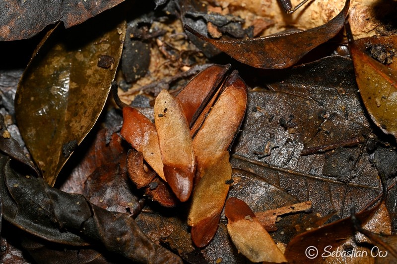 Polyspora singaporeana