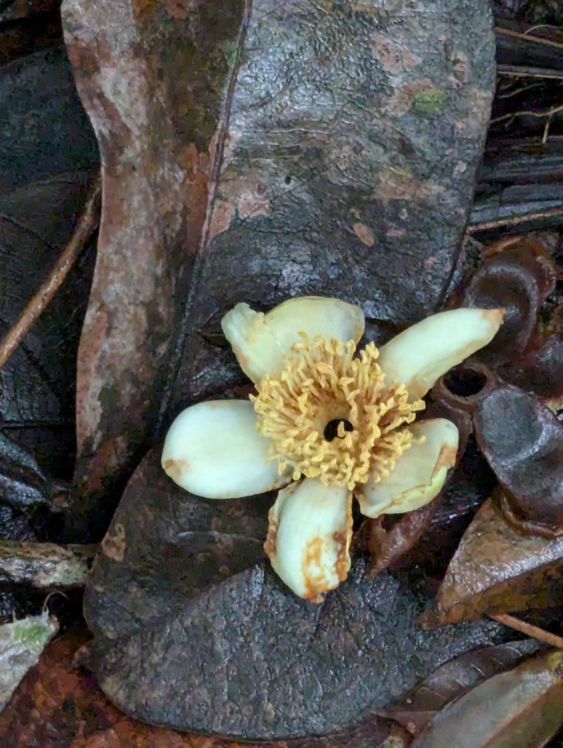 Polyspora singaporeana photo 3