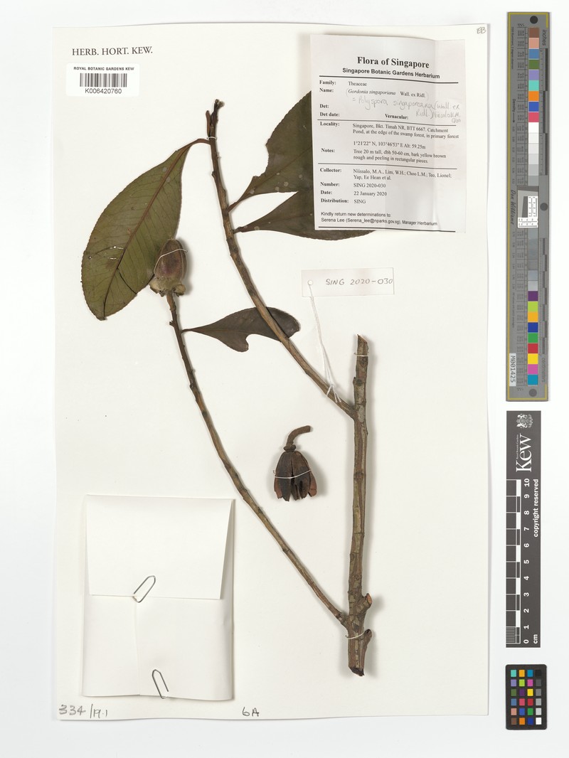 Polyspora singaporeana photo 4