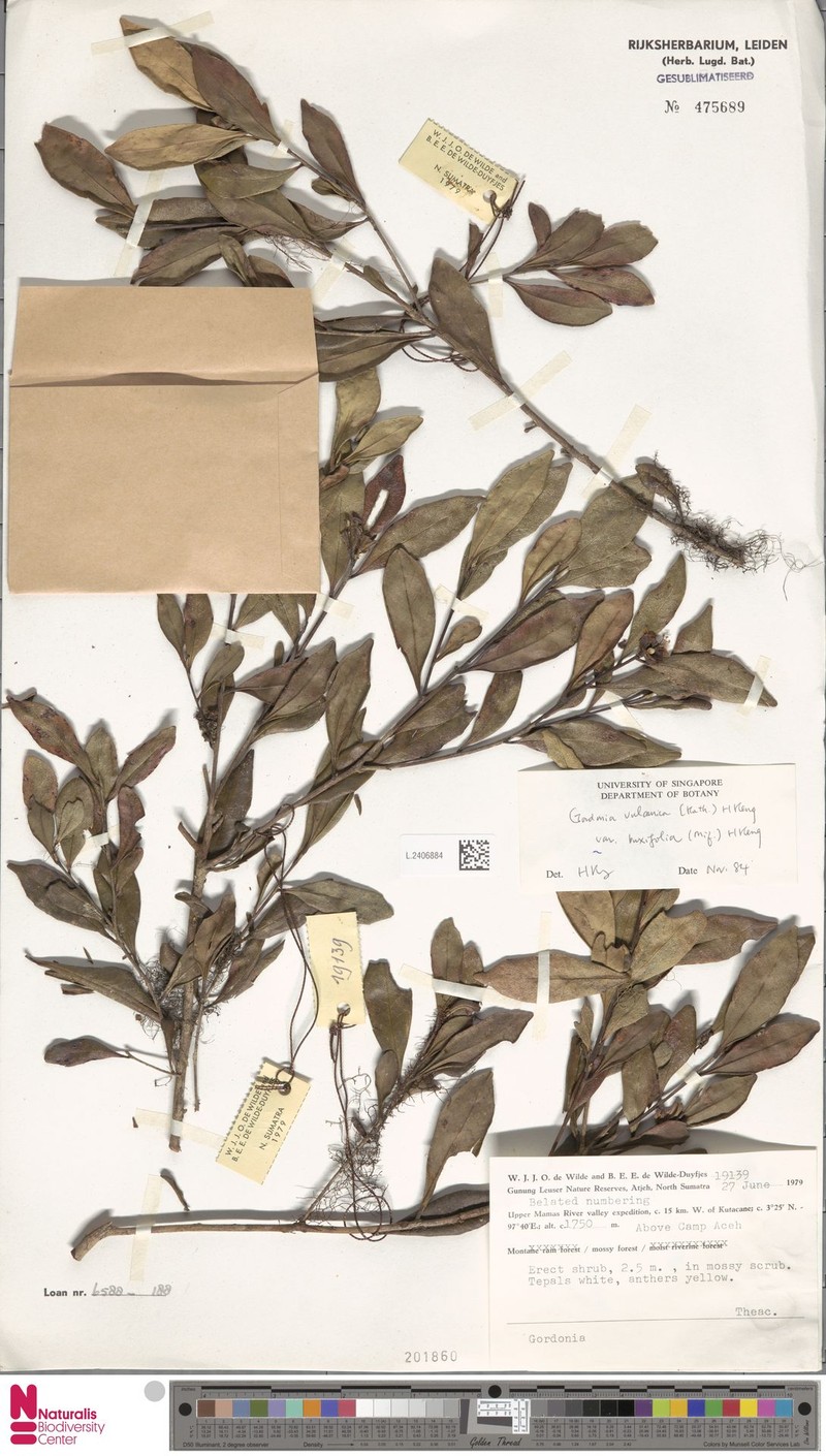 Polyspora vulcanica