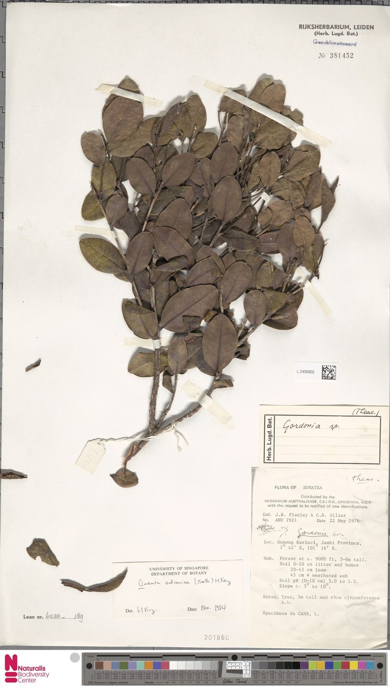 Polyspora vulcanica photo 2