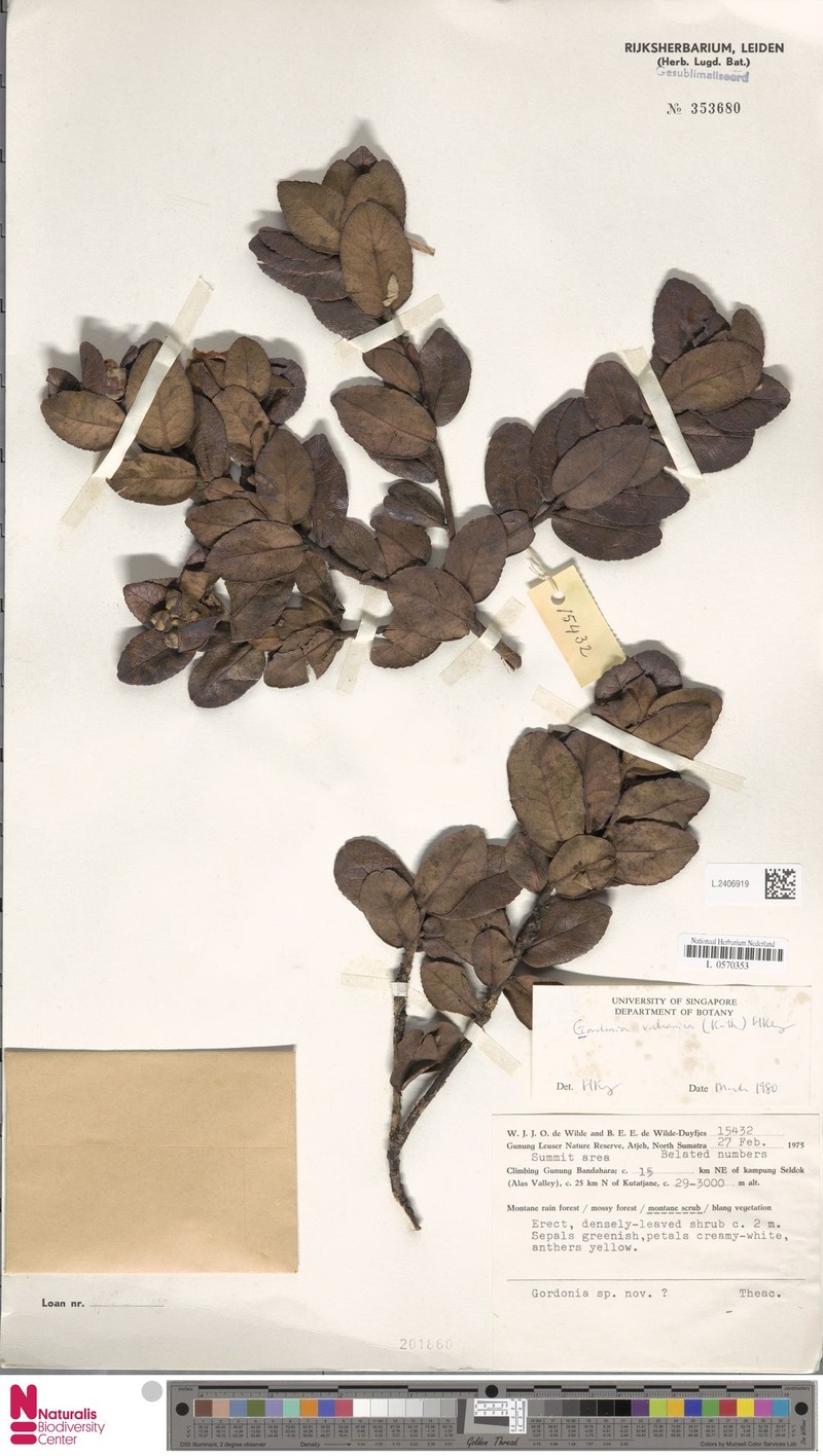 Polyspora vulcanica photo 3
