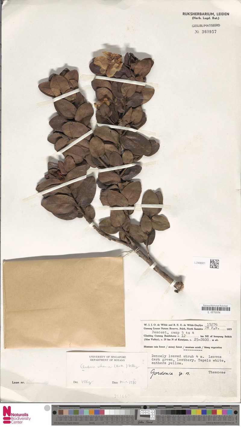 Polyspora vulcanica photo 4