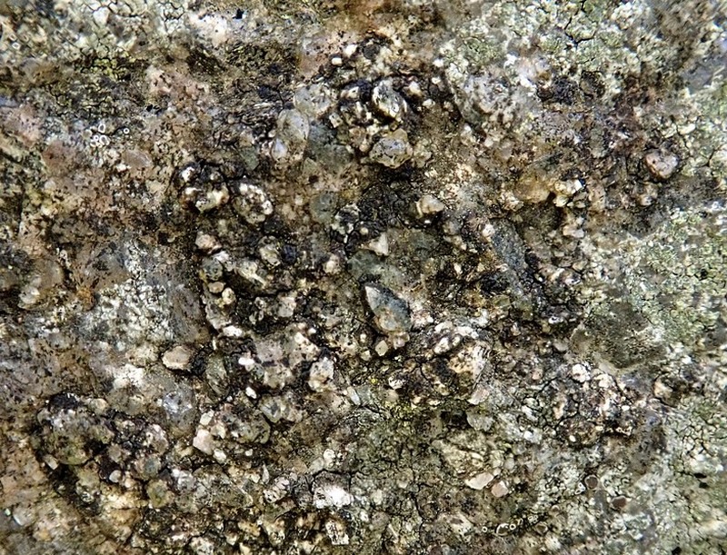 Lapland Polysporina Lichen