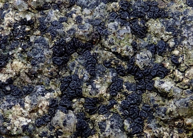 Lapland Polysporina Lichen photo 2