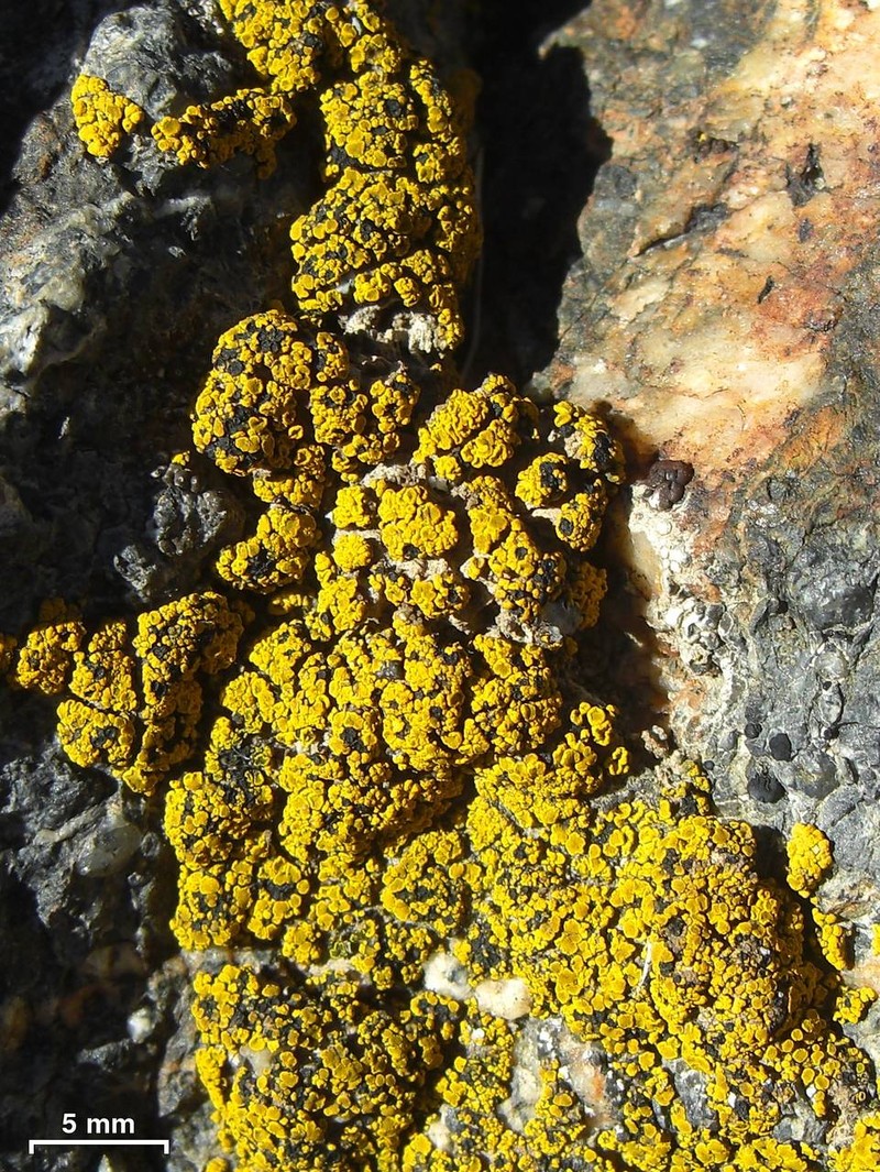 Lapland Polysporina Lichen photo 3