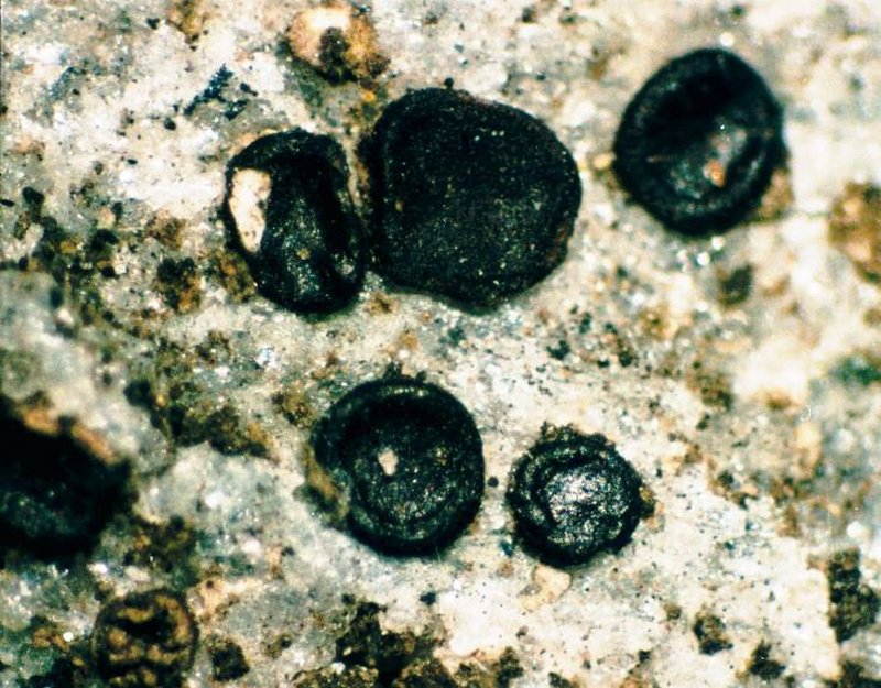 Polysporina Lichen