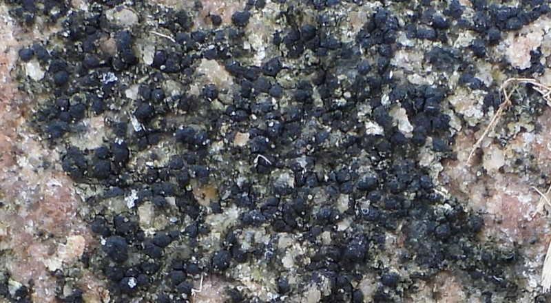 Polysporina Lichen