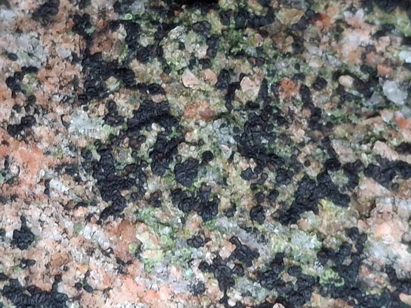 Polysporina Lichen photo 2